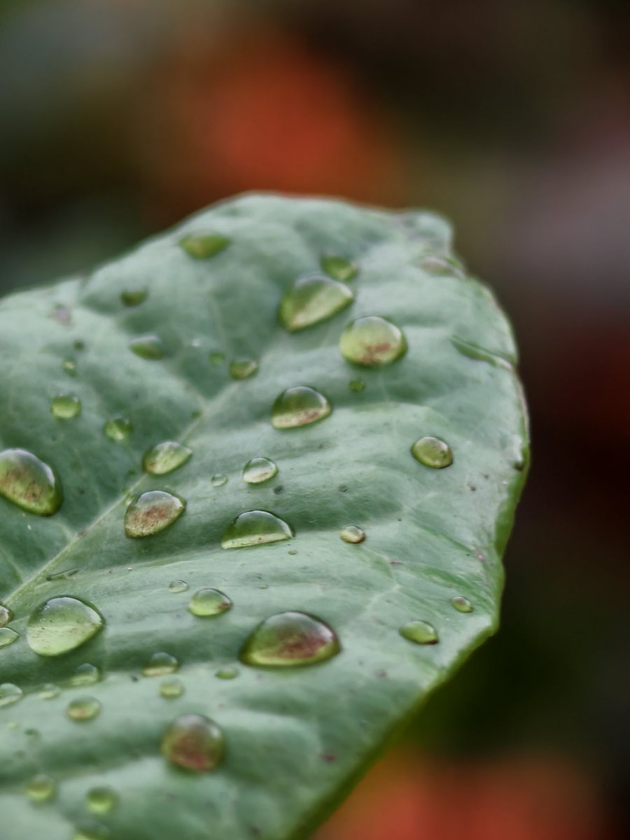 Paritosh_33's tweet image. Dirty rain water droplets..
It's raining..
Good morning..
#Tuesday