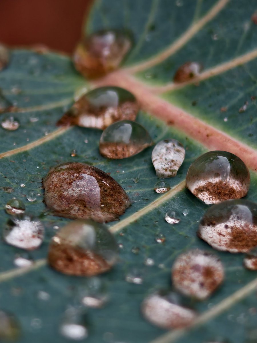 Paritosh_33's tweet image. Dirty rain water droplets..
It's raining..
Good morning..
#Tuesday