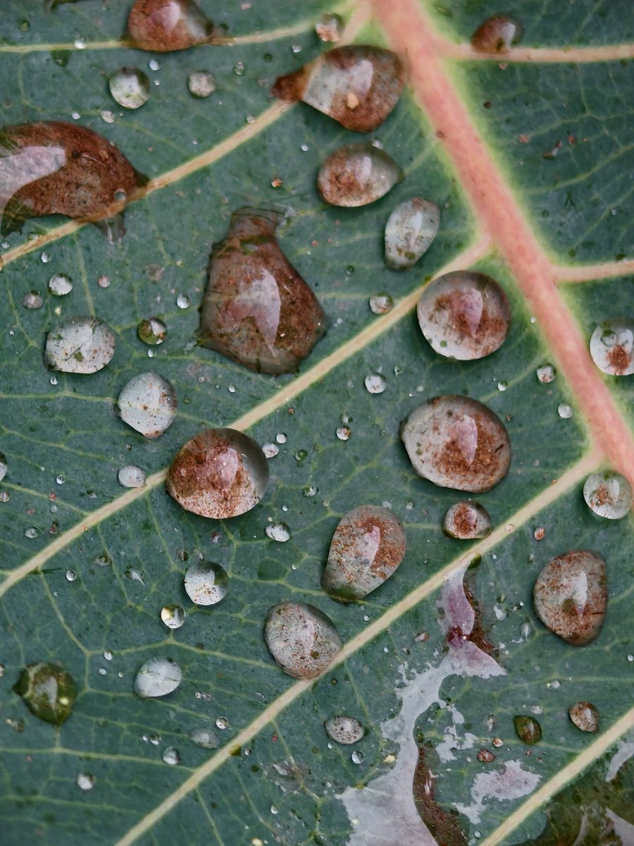 Paritosh_33's tweet image. Dirty rain water droplets..
It's raining..
Good morning..
#Tuesday