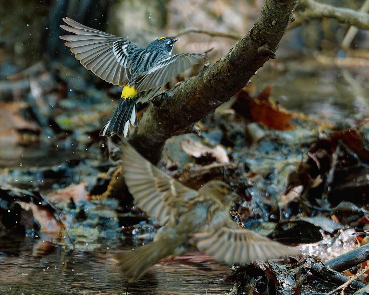 BagelsAndWalks's tweet image. We have liftoff!

A Yellow-rumped Warbler (and bonus House Sparrow) fly out of the Gill, freshly bathed.

Central Park, New York City
#birdcpp #birdtwitter #centralpark