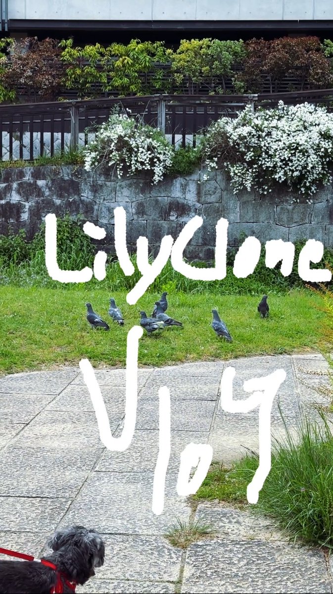 LilyClone tweet media