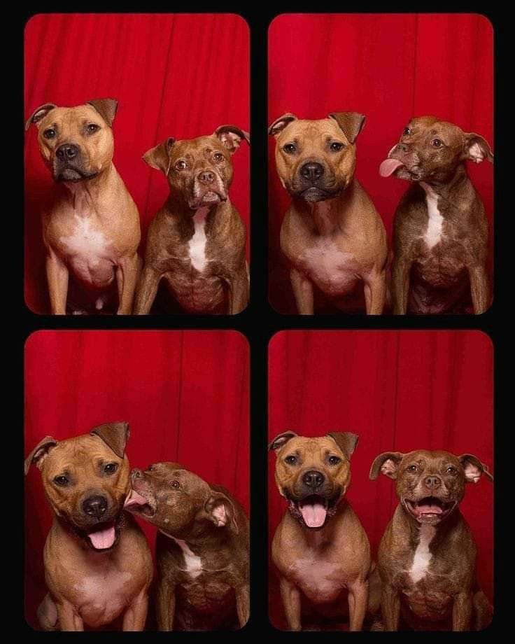 Nuriavg6's tweet image. #Perros #Ternura #Amor #Amistad #Dogs #Love #Cute #Friendship

Qué lindos son ❤️🙂