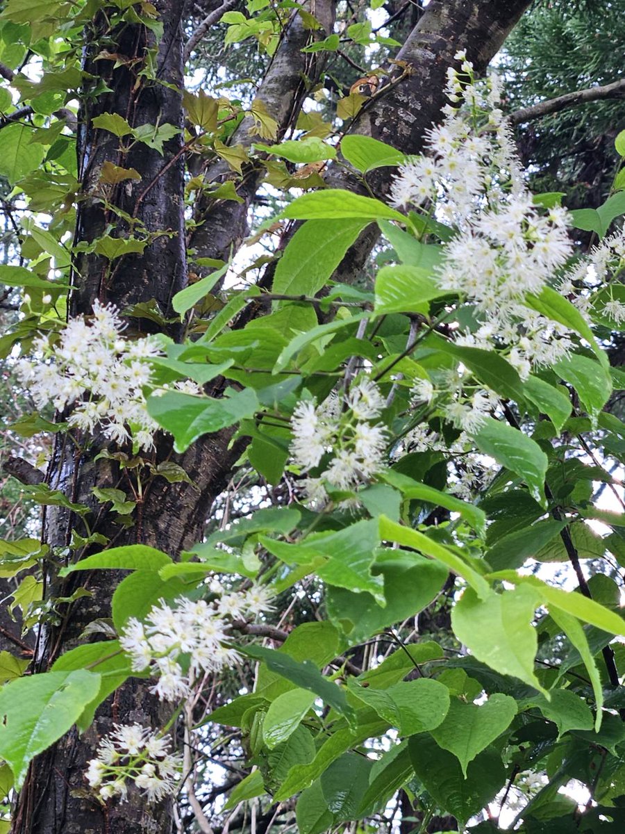 ウワミズザクラが見頃です】 花だけ見るとサクラの仲間とは思えない