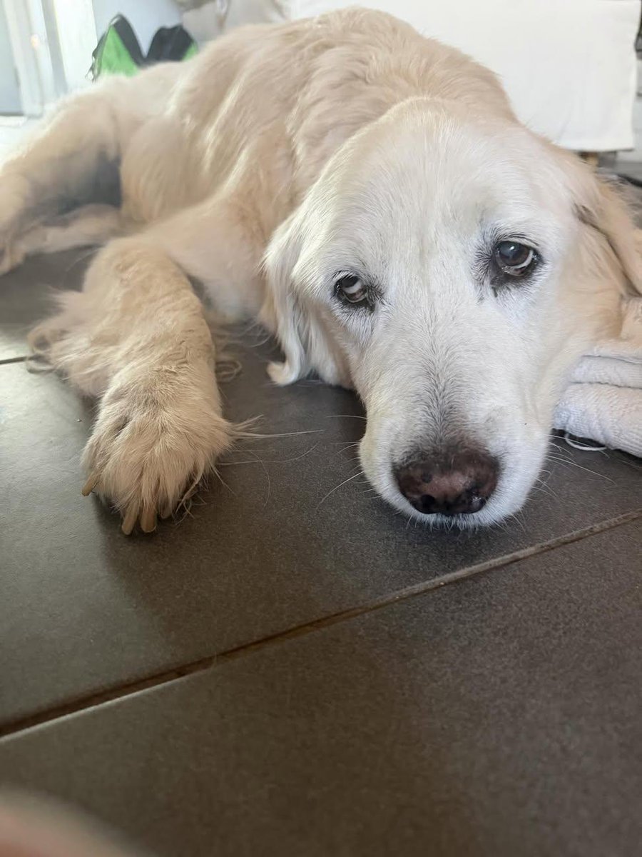 Sara Mary ⭐❤️ tweet media