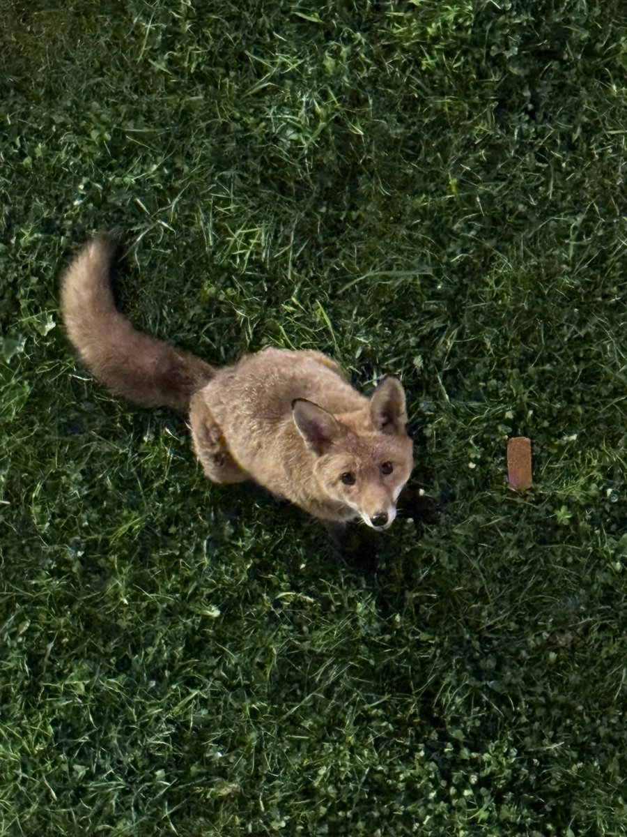 🇱 🇮 🇦 tweet media