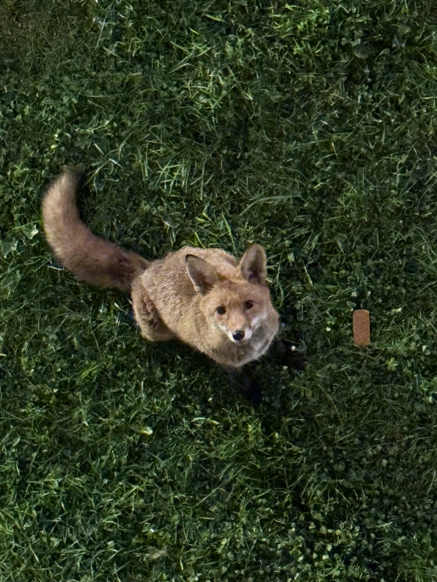 🇱 🇮 🇦 tweet media