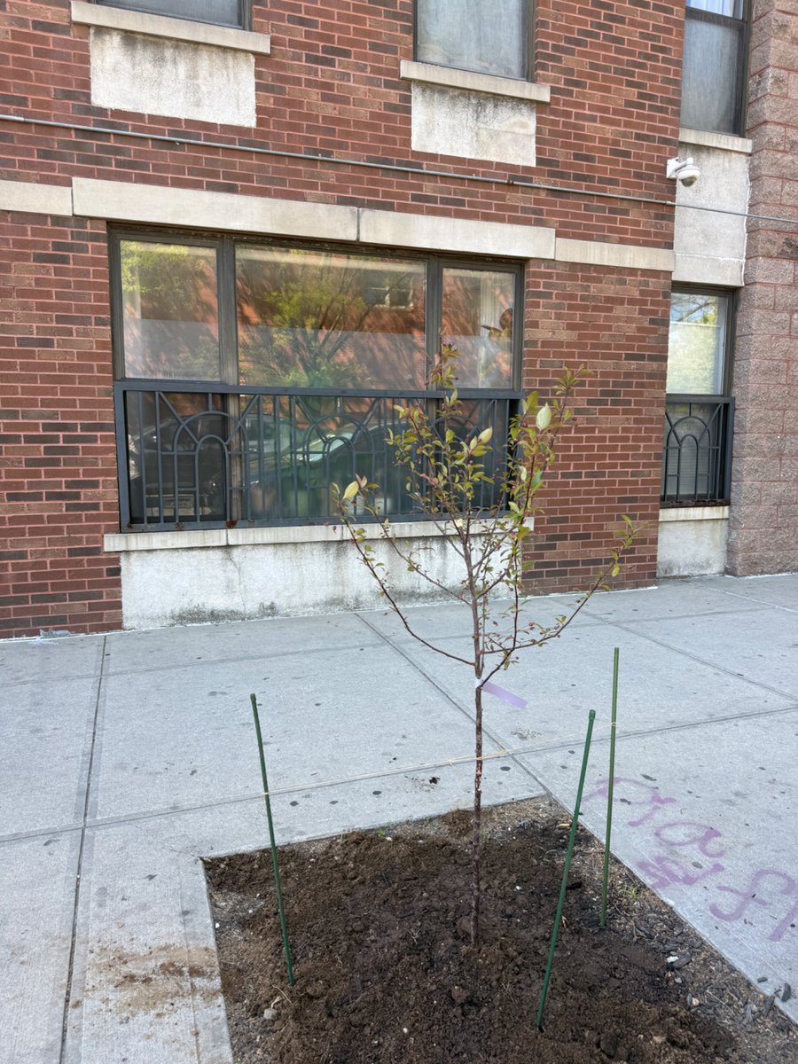 Cool_Cow_Cal's tweet photo. Planted a tree outside my house :) https://t.co/mPYULWFXVg
