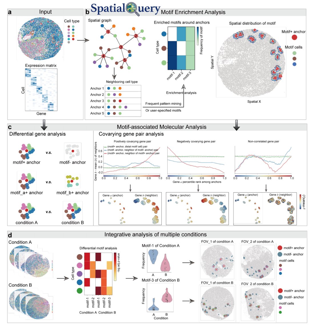 Tech_Bioinfo's tweet photo. Ever tried to find a “cellular neighborhood” in your spatial data, only to realize the tools for spotting patterns and the tools for understanding their molecular triggers speak completely different languages? 🧬

That’s the problem SpatialQuery solves. Up to now, finding *where* cell types cluster together (the motifs) and figuring out *what genes* change because of that clustering were separate, incompatible workflows.

This study introduces a unified framework that does both. It uses a frequent pattern mining algorithm (FP-Growth) to discover recurrent, statistically enriched multicellular motifs, then runs differential expression and cross-cell covariation analysis directly on those same motifs—bypassing the usual decoupled pipeline. The authors show it works across spatial transcriptomics and proteomics, from discovering cross-germ-layer signaling in a mouse embryo to revealing fibrotic niches in kidney disease.

Key result: The framework ran on a whole-brain atlas of ~8.4 million cells in under 10 minutes. Fast enough to power a web-based interactive portal. ⚡

What’s the catch? The covariation signals are correlational, and in complex tissues like the brain, regional identity can overwhelm the motif signal—requiring careful stratification. Could a tool that finally unifies pattern discovery with molecular profiling make pairwise ligand-receptor analysis a thing of the past? 🤔

#AI #SpatialOmics #Bioinformatics #SingleCell #ComputationalBiology #DeepLearning #DataScience
📄 Paper: https://t.co/UaS8jaTkPh