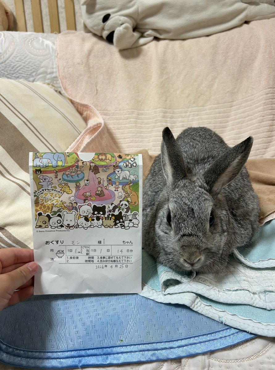 おばちゃん歩 tweet media