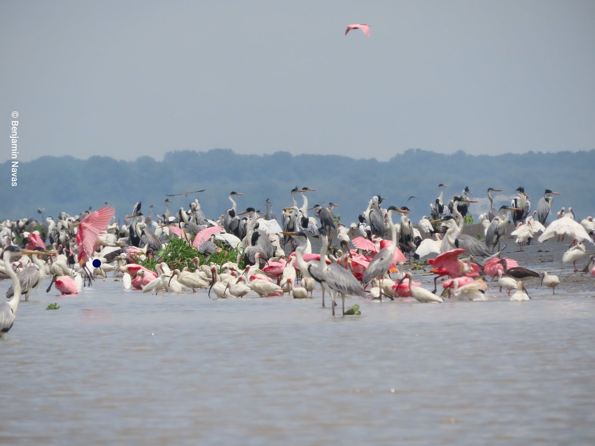 keep_science's tweet photo. ¡Un paraíso de aves en el río Guayas! 

Aprovechando el sol en convivencia. Pronto un vídeo del trayecto, con sus detalles y vocalizaciones🎥🙌🏼 https://t.co/yFv6mCWE5A