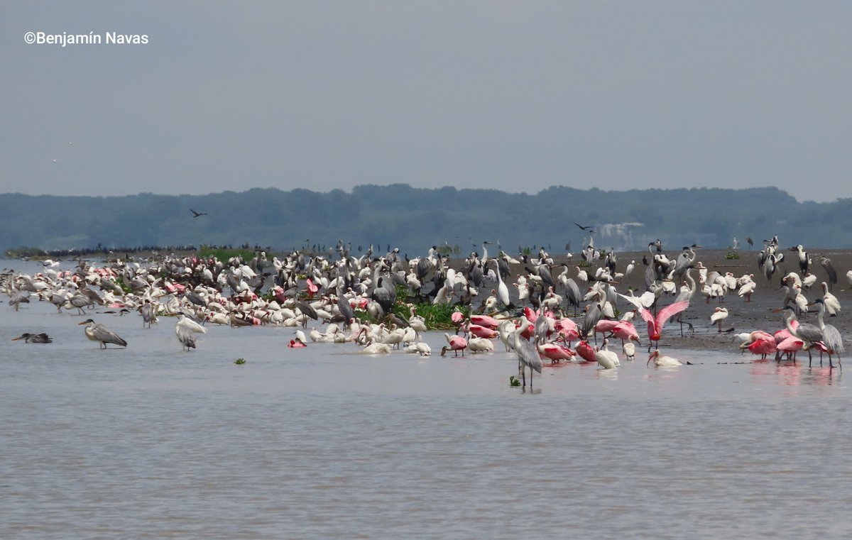 keep_science's tweet photo. ¡Un paraíso de aves en el río Guayas! 

Aprovechando el sol en convivencia. Pronto un vídeo del trayecto, con sus detalles y vocalizaciones🎥🙌🏼 https://t.co/yFv6mCWE5A