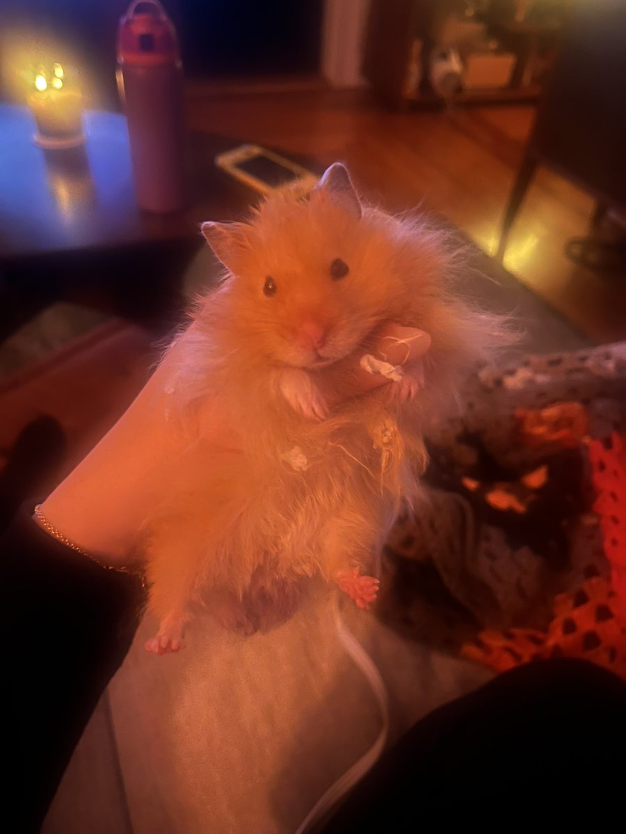 rat defender 🐀 tweet media