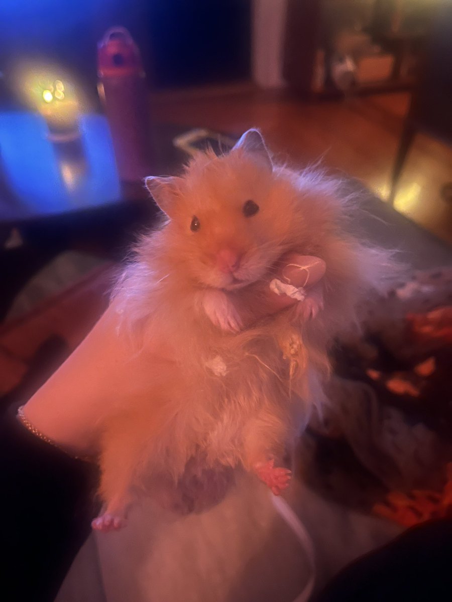 rat defender 🐀 tweet media