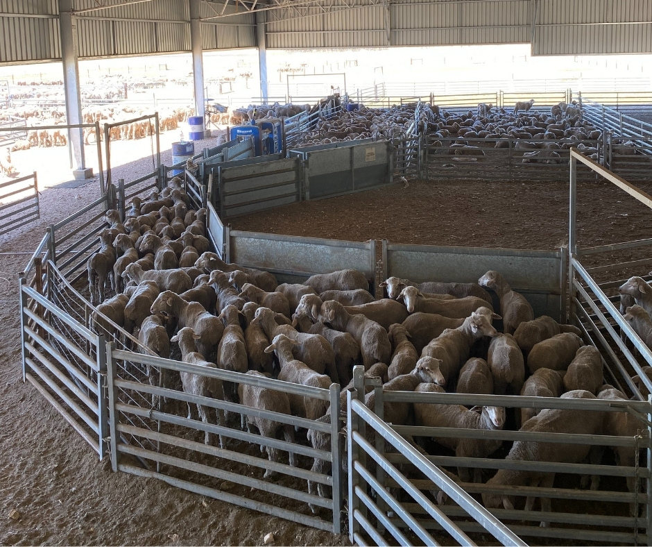DPIRD Broadacre - WA Grains & Livestock tweet media