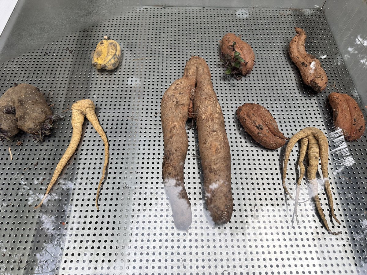 51argentina's tweet photo. ¡Ciudad de los Gemelos! 👯‍♀️Mojiang, Yunnan: alta concentración de gemelos. ¡1200 pares! Tasa 8.7‰, 4,35 veces el promedio mundial. Pozos gemelares, Parque Cultural. Participantes con más de 18.000 pares de 40 países de edición últimamente . #GemelosMojiang #FestivalDeGemelos https://t.co/w8c0ZPOkW5