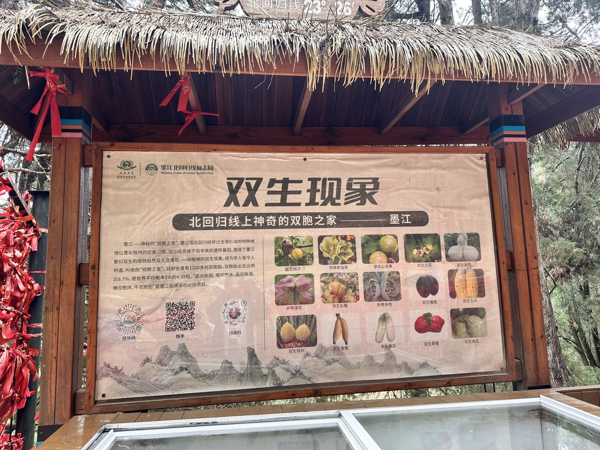 51argentina's tweet photo. ¡Ciudad de los Gemelos! 👯‍♀️Mojiang, Yunnan: alta concentración de gemelos. ¡1200 pares! Tasa 8.7‰, 4,35 veces el promedio mundial. Pozos gemelares, Parque Cultural. Participantes con más de 18.000 pares de 40 países de edición últimamente . #GemelosMojiang #FestivalDeGemelos https://t.co/w8c0ZPOkW5