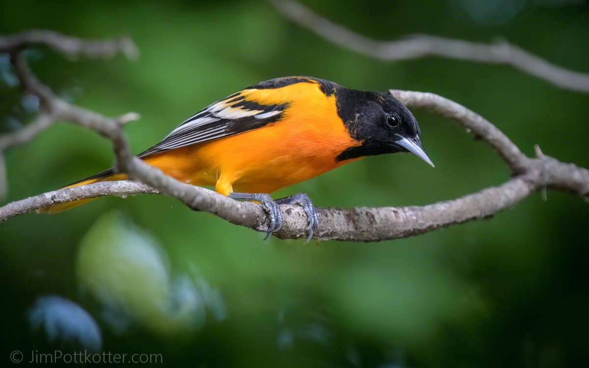 HappyPixr's tweet image. It’s been a while since I’ve crossed paths with a Baltimore Oriole. No matter how many times you see it, that flame-orange and black combo makes for a memorable moment. #birds #nature #wildlife