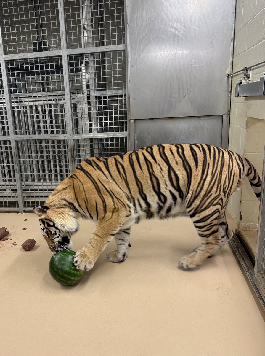 MikeTheTiger's tweet image. “From hell’s heart, I stab at thee; for hate’s sake, I spit my last breath at thee.” ~ Captain Ahab, Moby Dick. Okay, that may have been a bit much. I mean, it’s just a watermelon. A vanquished watermelon, but still just a watermelon.