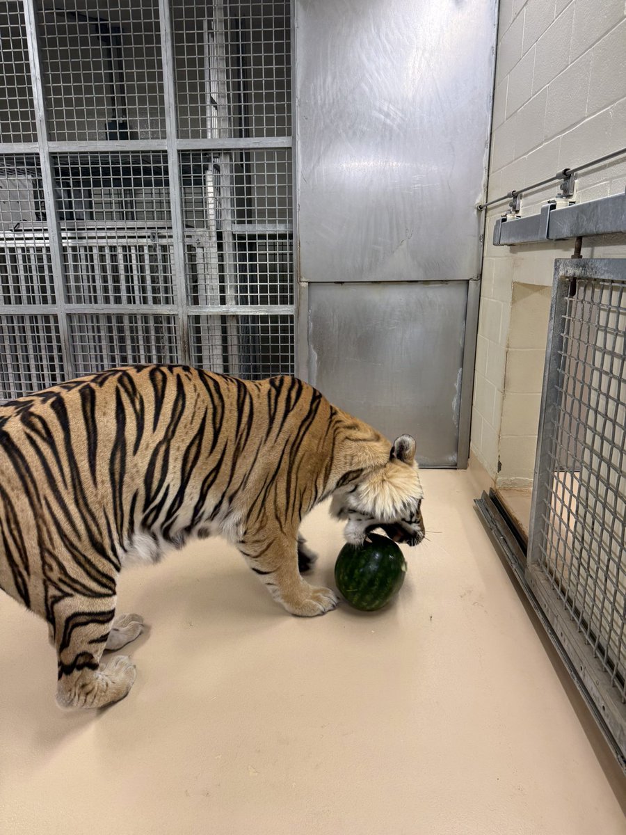 MikeTheTiger's tweet image. “From hell’s heart, I stab at thee; for hate’s sake, I spit my last breath at thee.” ~ Captain Ahab, Moby Dick. Okay, that may have been a bit much. I mean, it’s just a watermelon. A vanquished watermelon, but still just a watermelon.