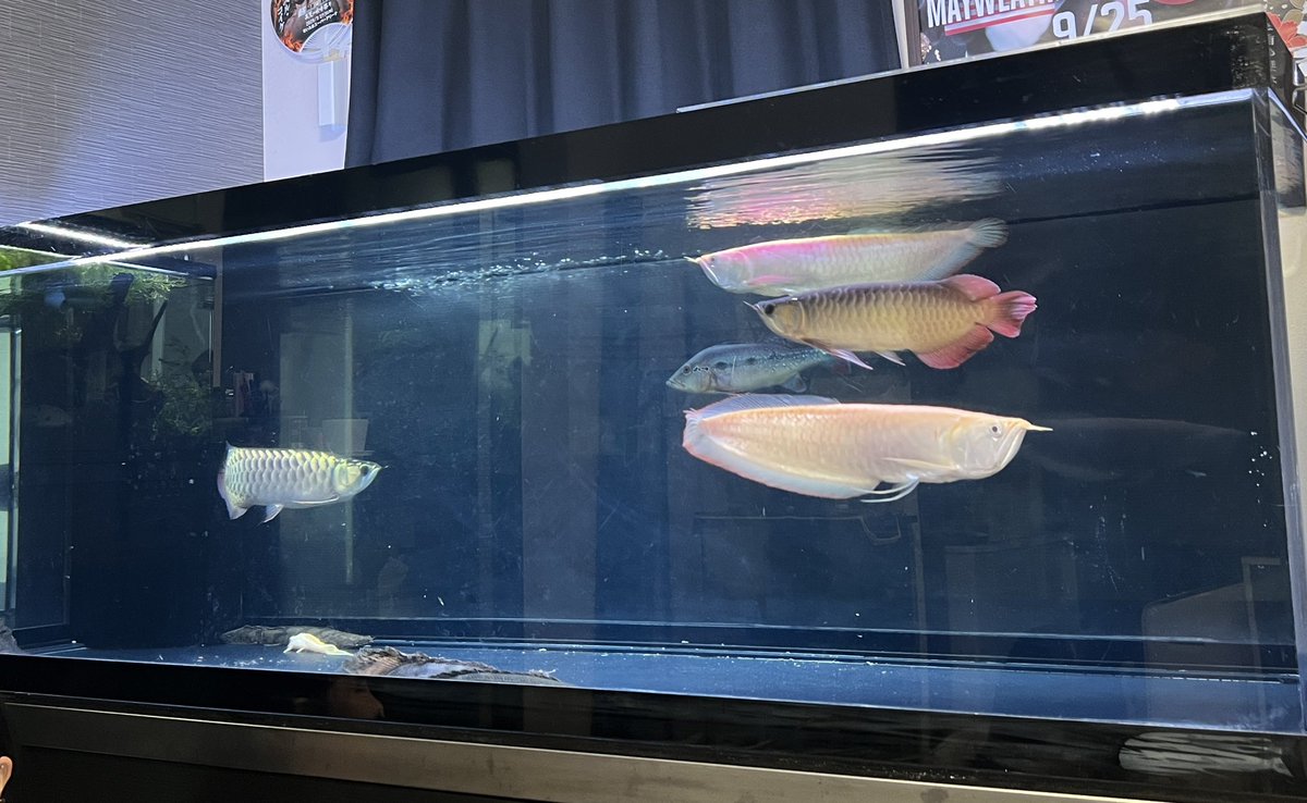 kureshin99's tweet photo. やっすいアルシルが紅龍と過背金に噛みつくのやめて欲しい。自分の価値と相手の価値をわかって欲しいマジで。 https://t.co/LQmau2ZEHa