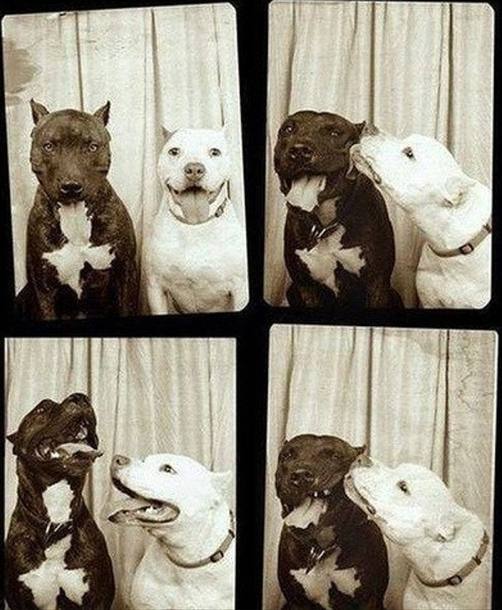 Nuriavg6's tweet image. #Perros #Ternura #Amor #Amistad #Dogs #Love #Cute #Friendship
 Los perros siembran la luz del amor toda su noble, útil y divina vida. Corazones llenos de bondad, compasión, lealtad, inocencia, humildad, alegría, generosidad... Es muy elevado el corazón de un perro❤️