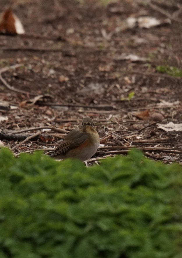 RegolithJ's tweet photo. 野鳥に会いに行ってきた。
 #ルリビタキ オスには会えなかったけど見れて良かった。
 #アカハラ  #シロハラ   #野鳥 https://t.co/biH3dZ9bQR