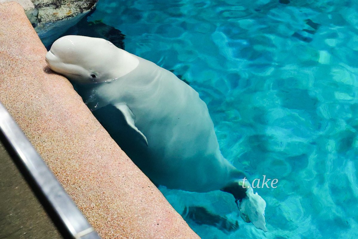 まちぼうけ🙄
名古屋港水族館