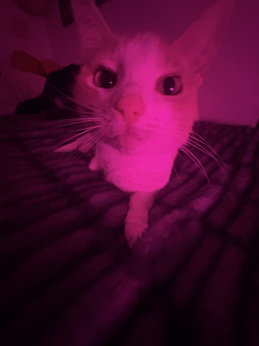 cat 𝄞⨾𓍢ִ໋ tweet media