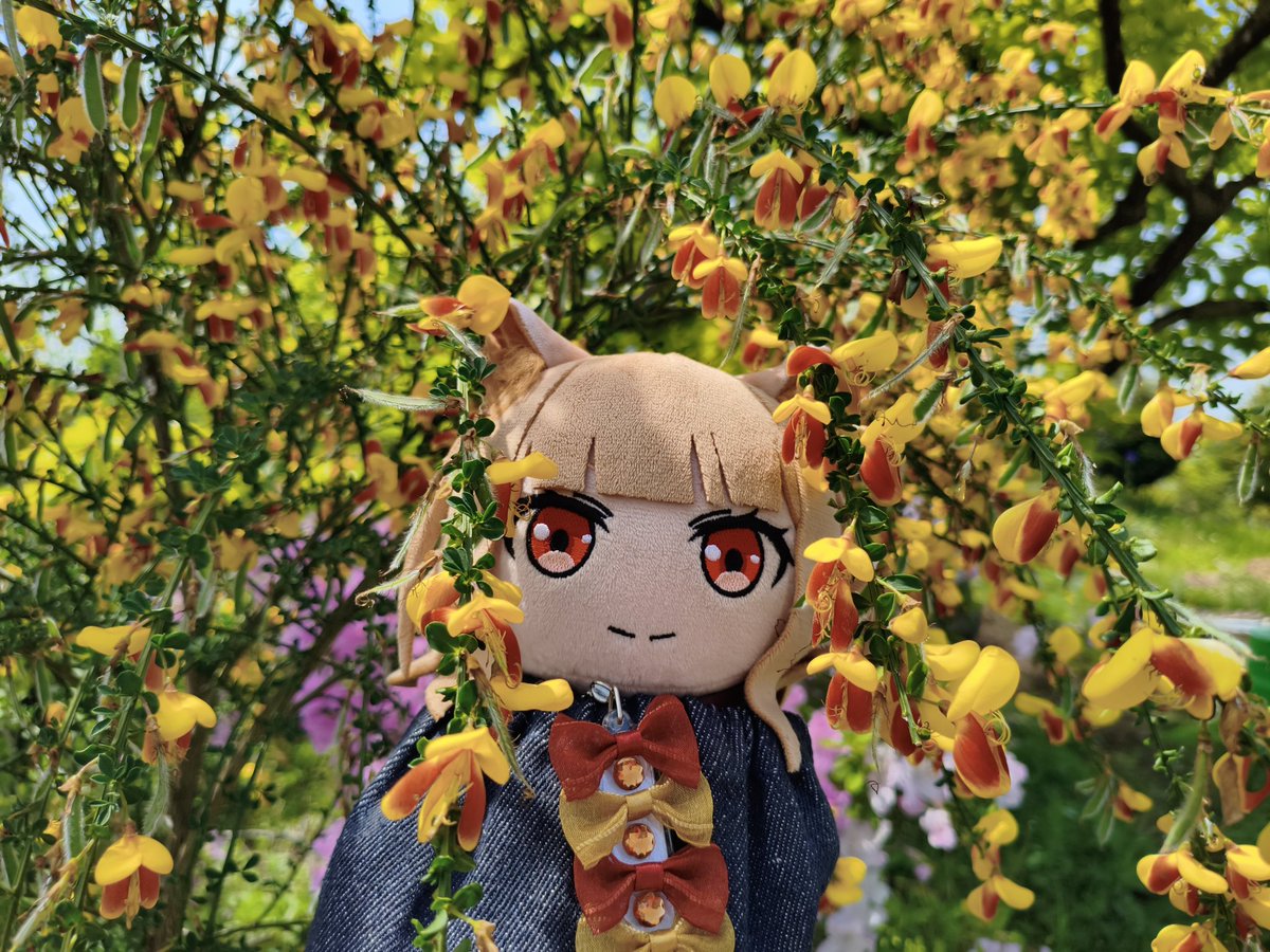 ぐーやん🍎🐺🎀 tweet media