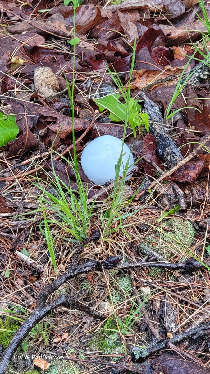katty0294's tweet photo. @NWSStLouis  found this hail out on hwy A. Outside of sullivan missouri. Maybe 20 min after the storm passed. https://t.co/uYXOpqmqJB