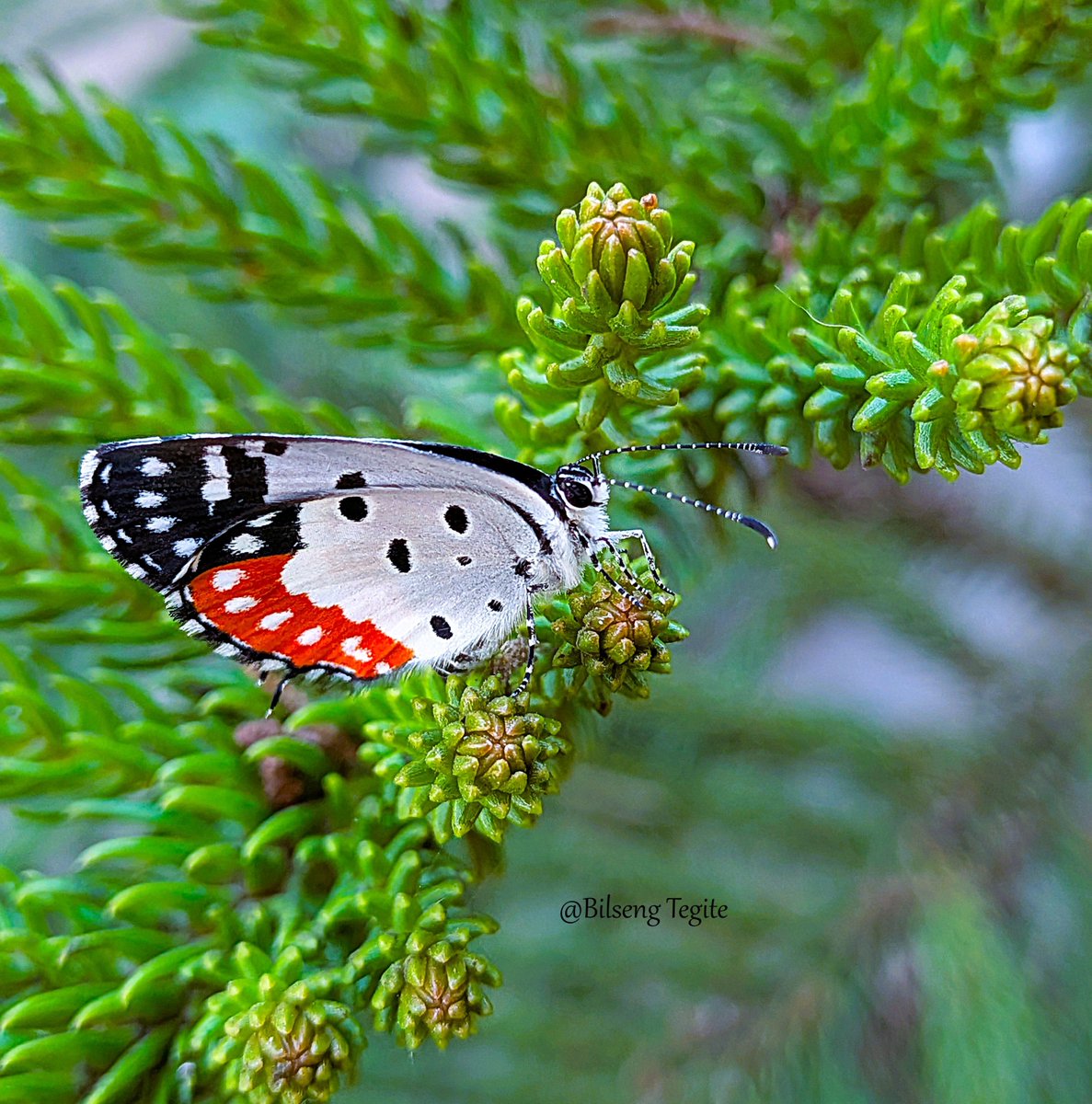 btsgm14's tweet image. Red Pierrot butterfly from Lumjingshai Complex, Shillong, East Khasi Hills, Meghalaya.
#TitliTuesday #butterflies #IndiAves #nature