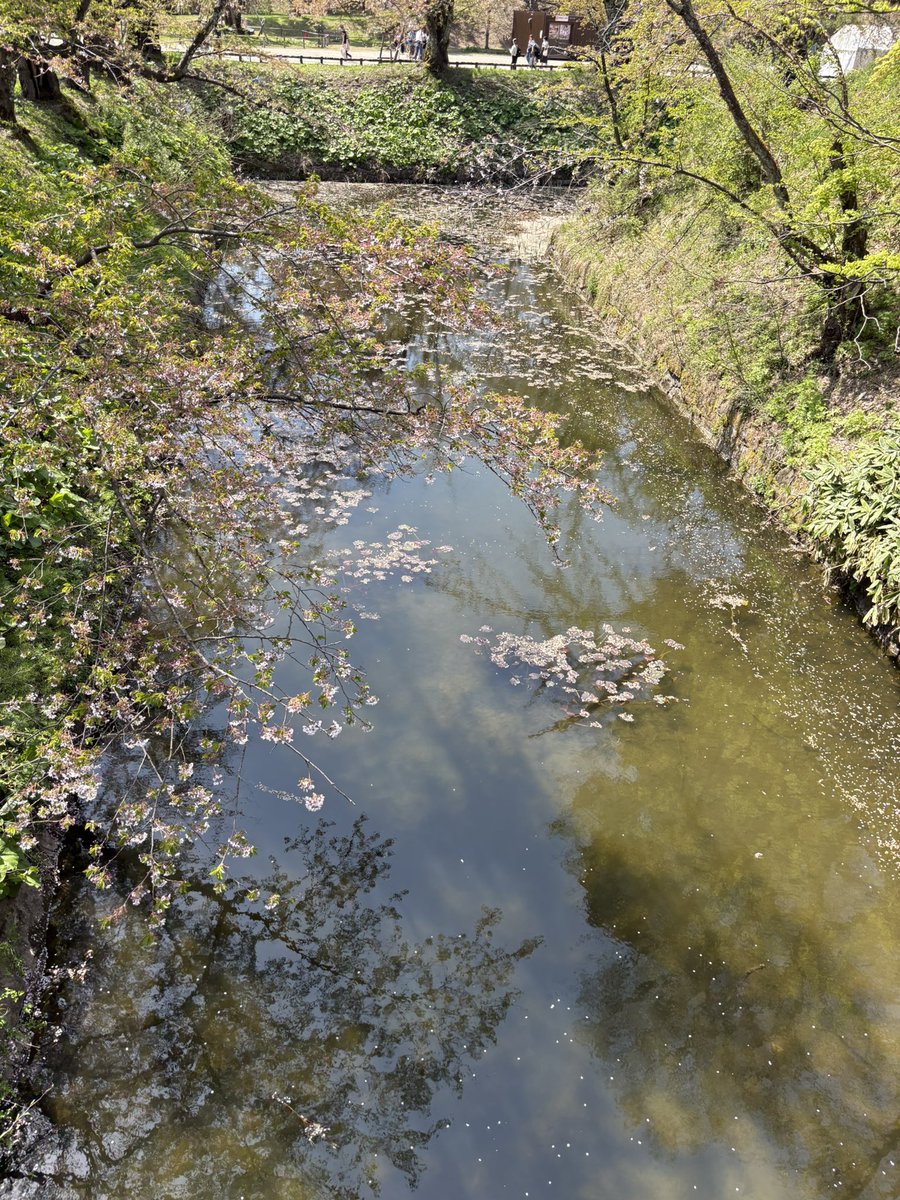 ななつぼし🍚 tweet media