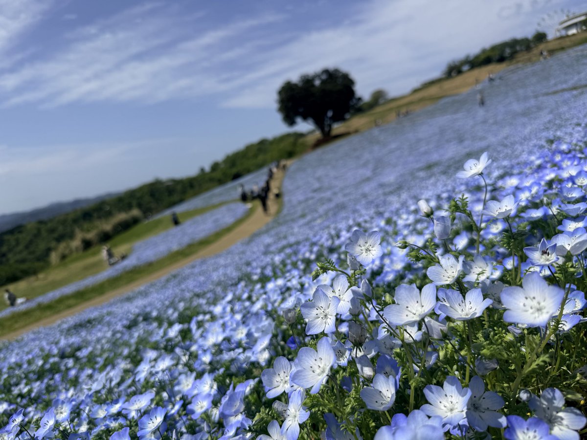 サーモン tweet media