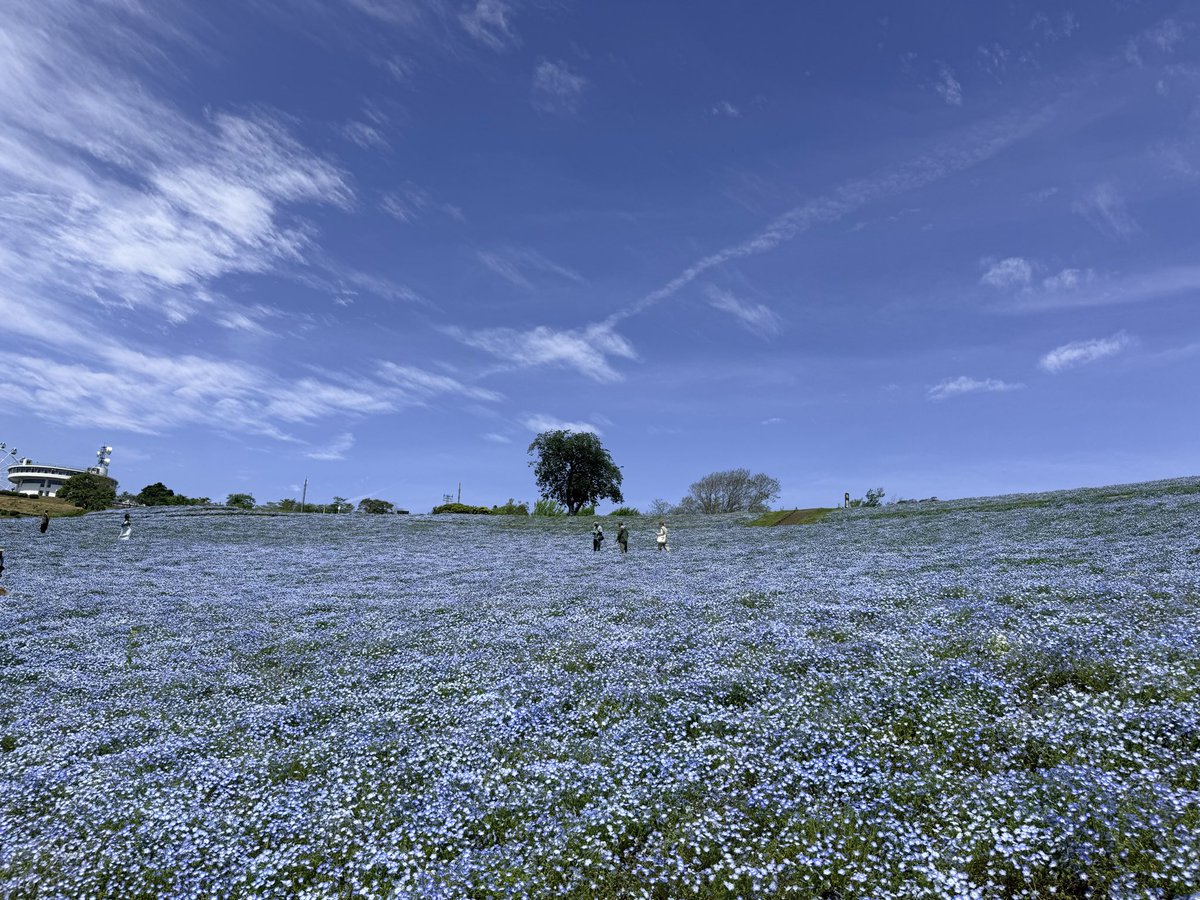 サーモン tweet media