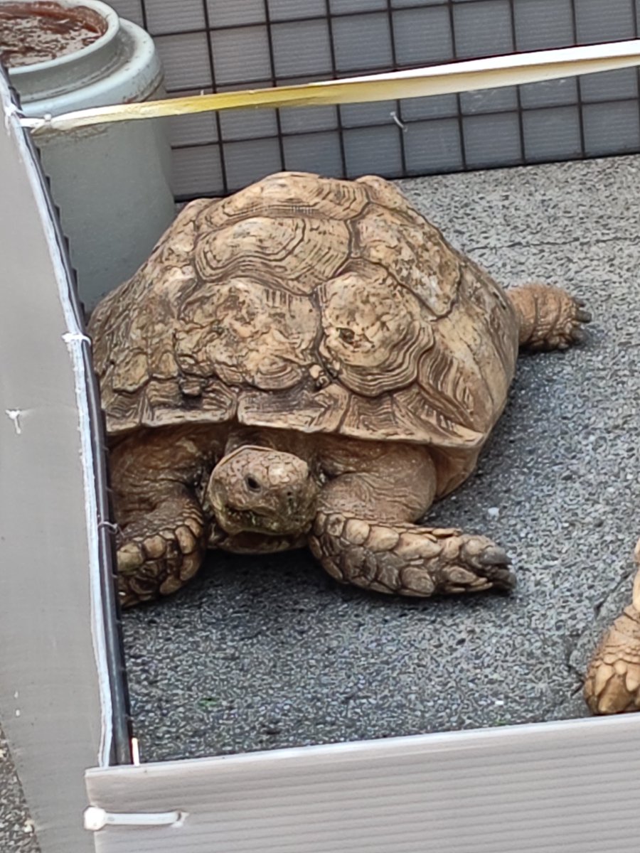 “元祖(新型)ケロリン”レイジ(分家と呼ばれるようになりました笑) tweet media