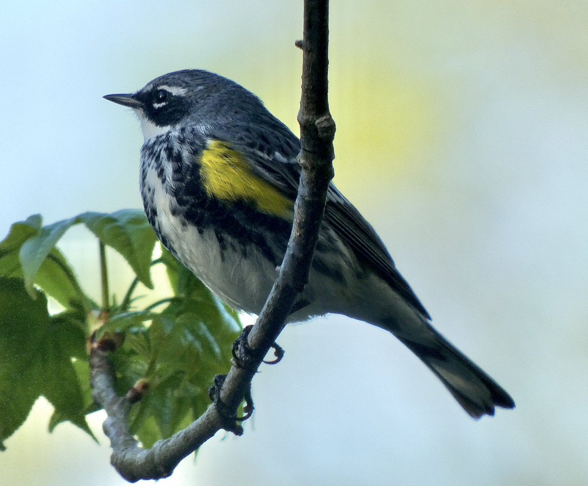 JorgeV_Bklyn's tweet image. Yellow-rumped warbler taking in the sunset @prospect_park @BirdBrklyn #prospectpark #birding