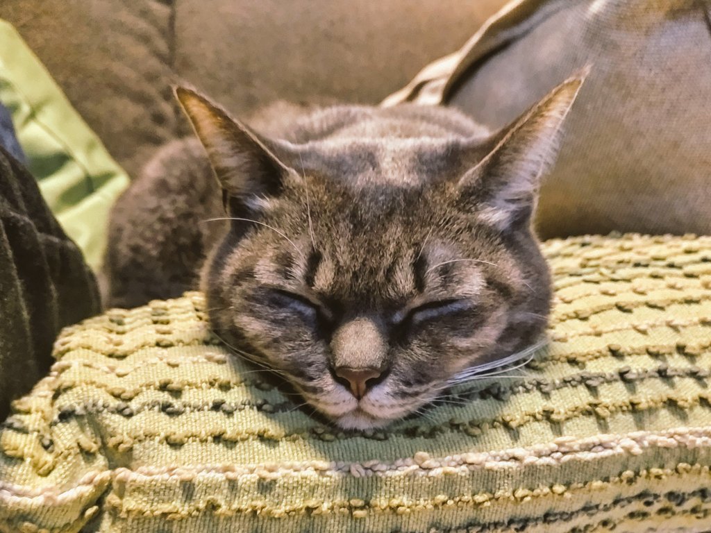 海辺のMacco tweet media