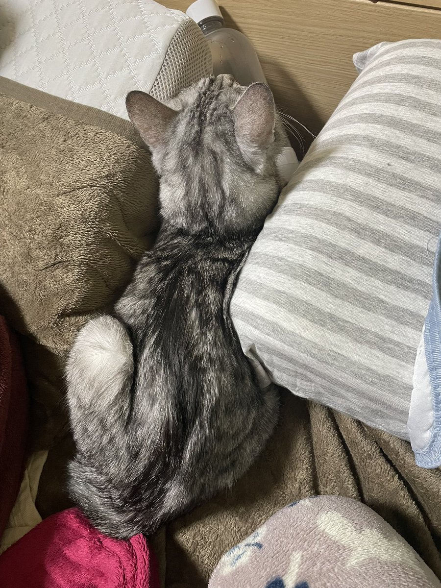 coco_cat_coco's tweet photo. 人間の枕を気に入ったココさん

#猫 https://t.co/1KQLghVm6P