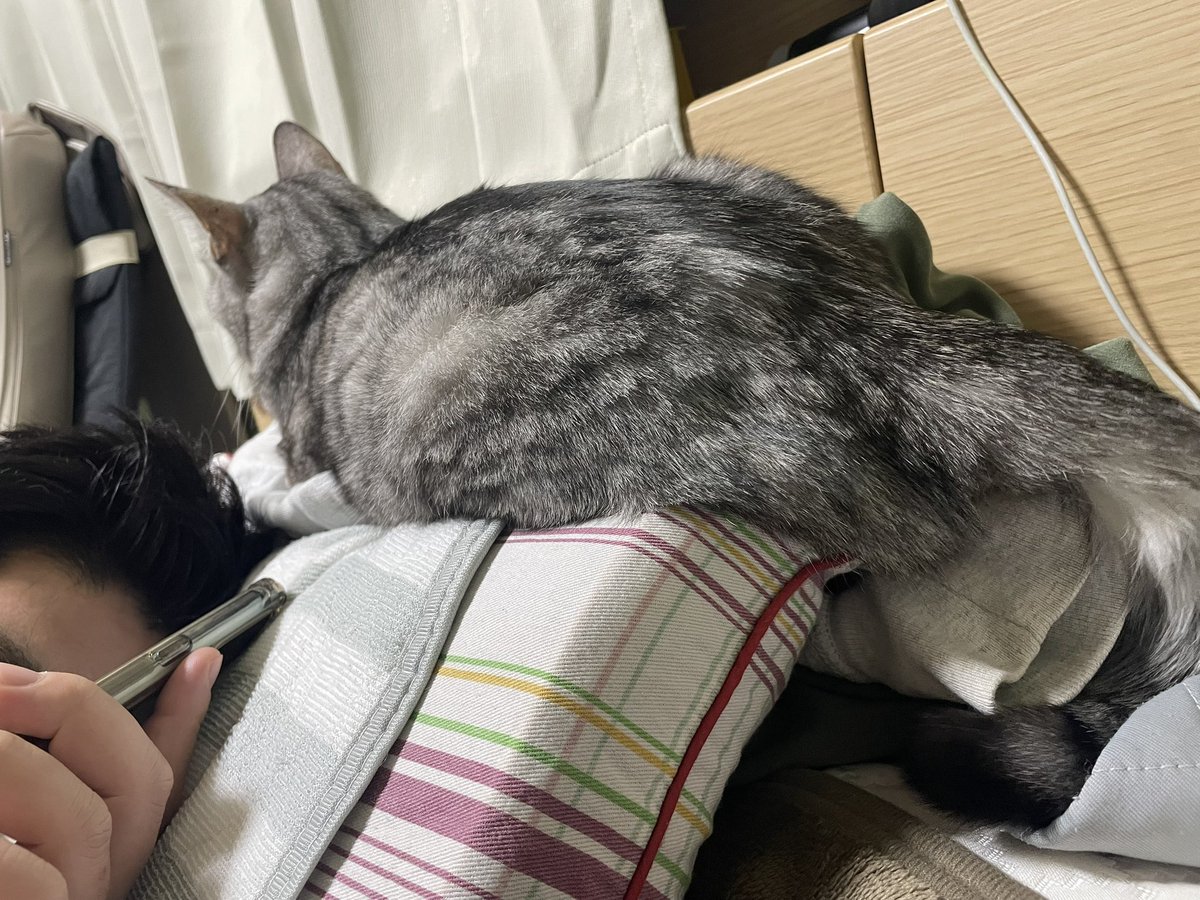 coco_cat_coco's tweet photo. 人間の枕を気に入ったココさん

#猫 https://t.co/1KQLghVm6P