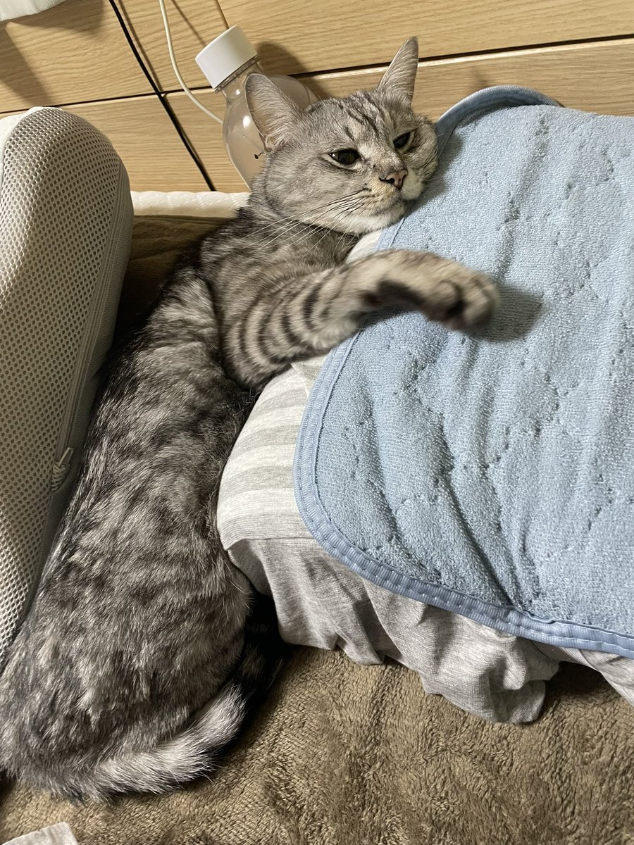 coco_cat_coco's tweet photo. 人間の枕を気に入ったココさん

#猫 https://t.co/1KQLghVm6P