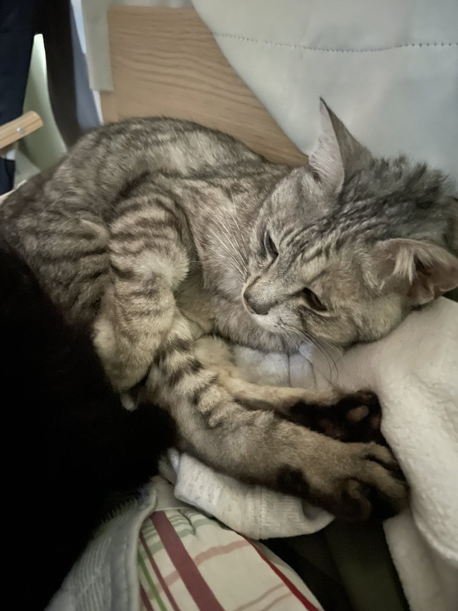 coco_cat_coco's tweet photo. 人間の枕を気に入ったココさん

#猫 https://t.co/1KQLghVm6P