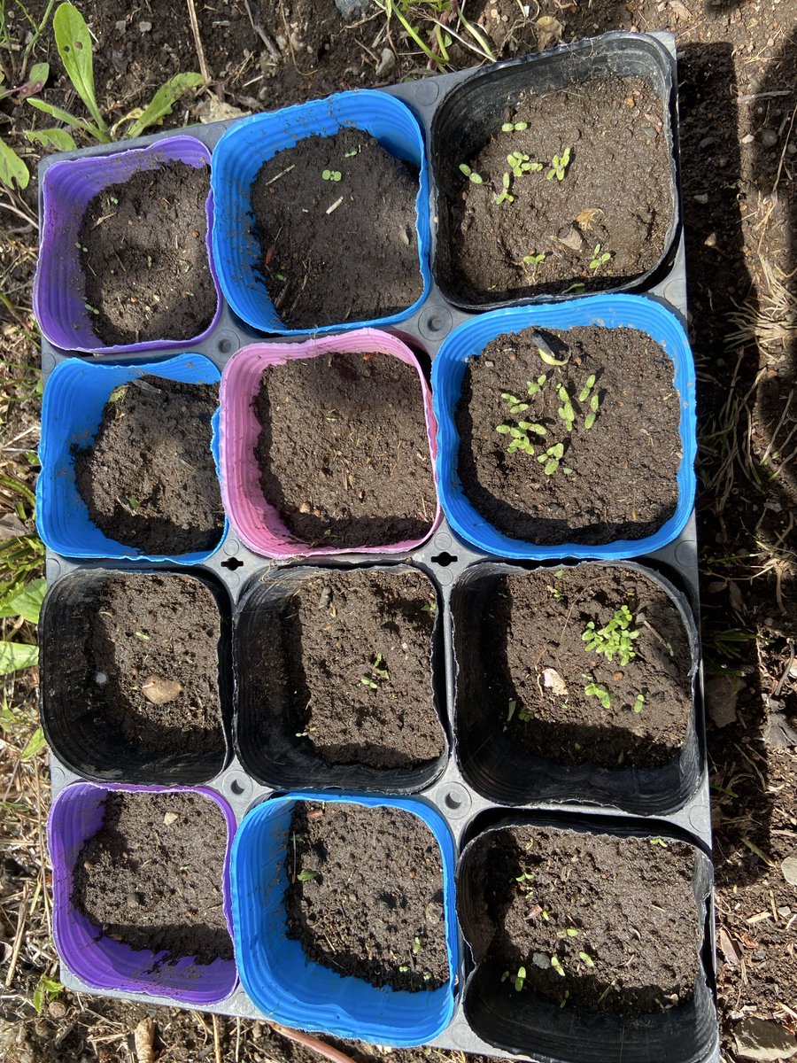 meimecoffee tweet media