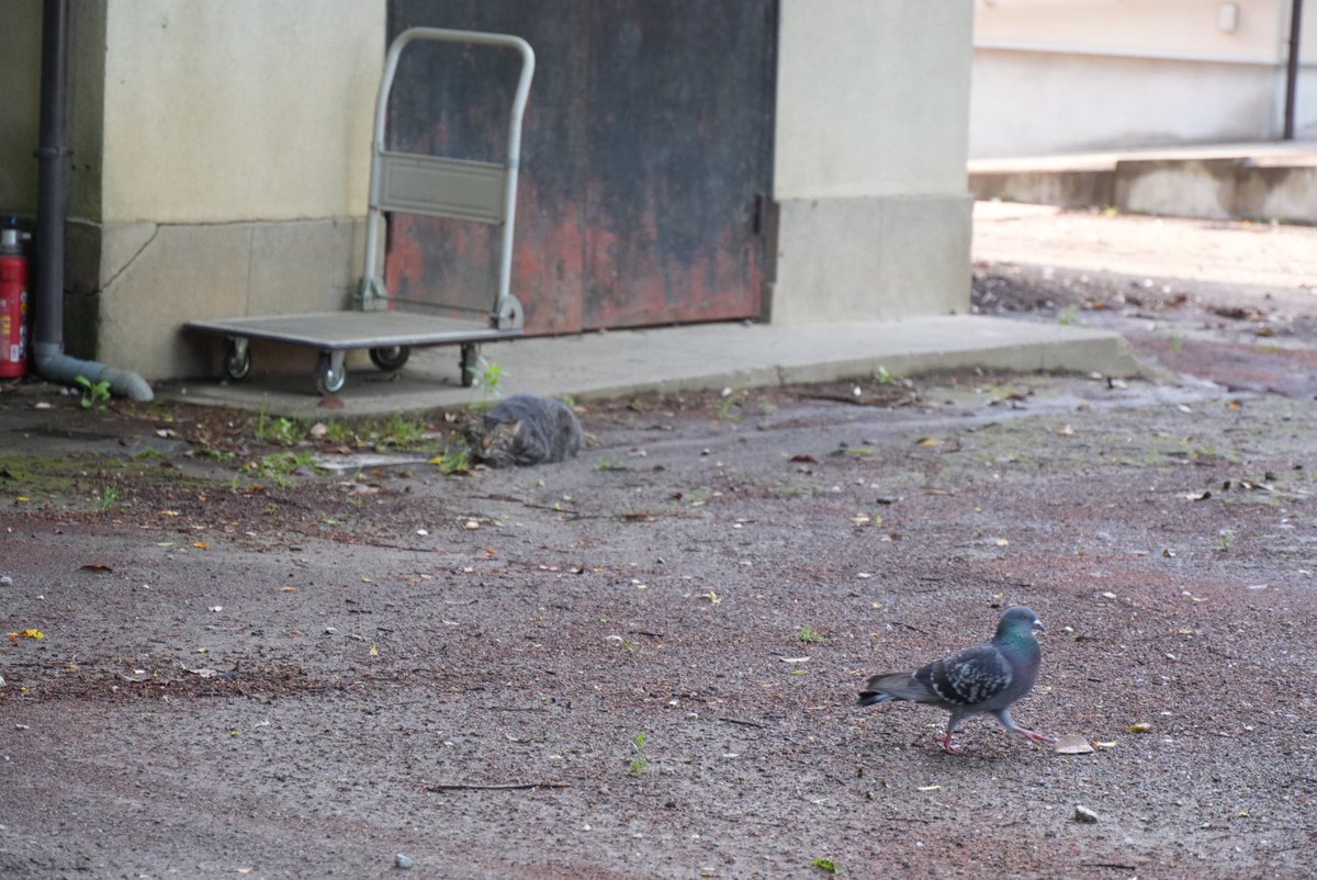 ほのぼのトロ tweet media