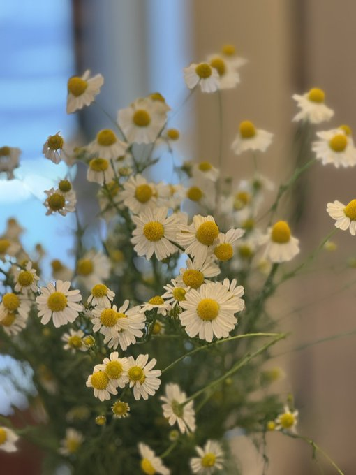 mami040704's tweet photo. 洋子、このカモミールの花、ふわっとした優しい雰囲気で、とても癒される✨ https://t.co/mLGLDk8HKm
