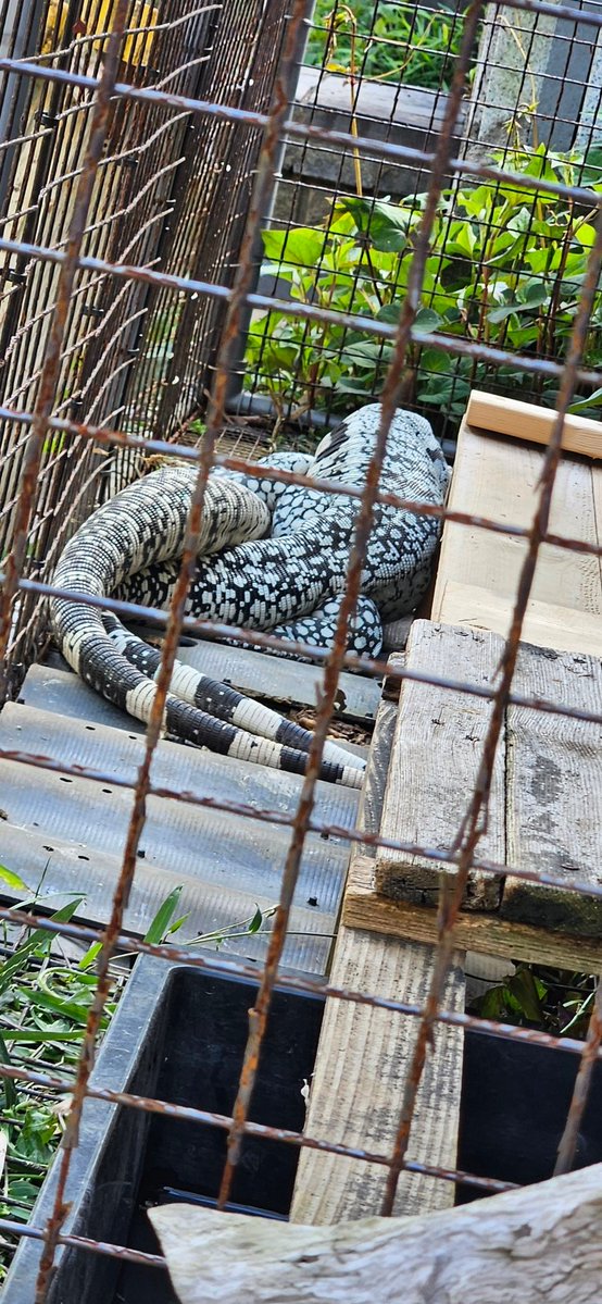 少し盛りだした♂
今年期待しちゃいます

#ブルーテグー　#Tupinambismerianae #ArgentineBlackandwhiteTegu #BlueTegu