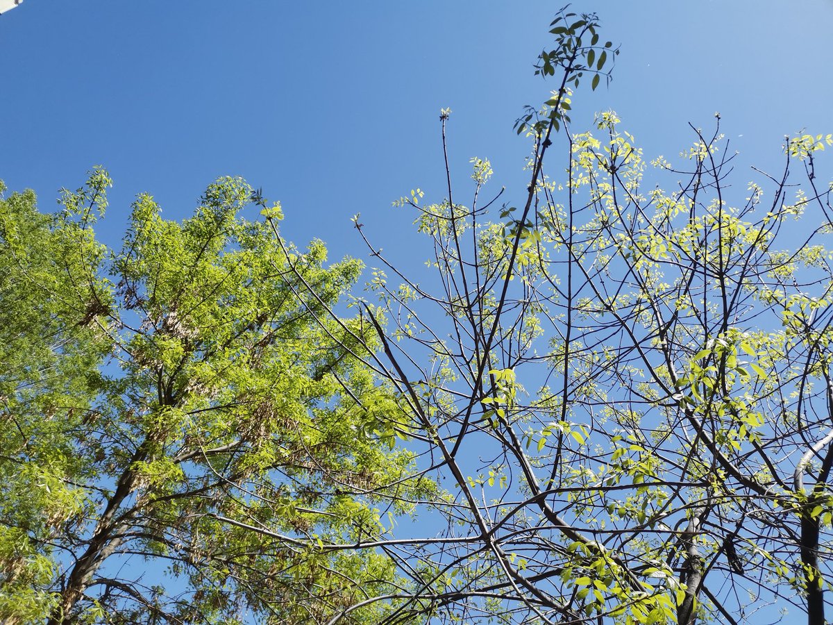 HaiJu40585's tweet image. 天空放晴
蓝色和绿色交织~ #ChinaDaily #ChineseStyleSecurity #SafeCity #PeacefulLife #UrbanChina #ChineseCulture #LifeInChina