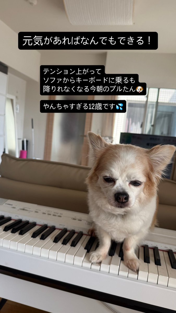 米倉千尋 tweet media