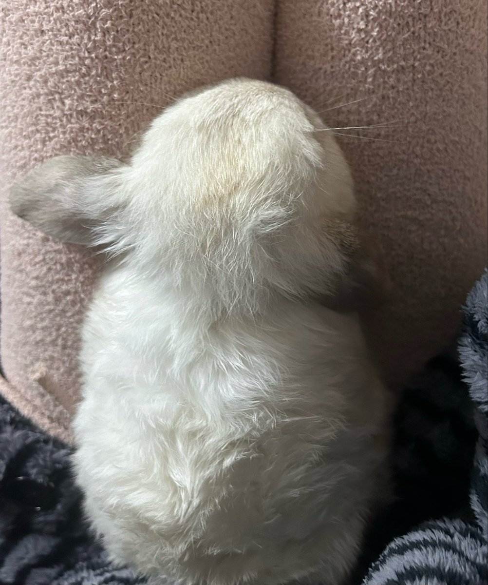 moon bubble tweet media