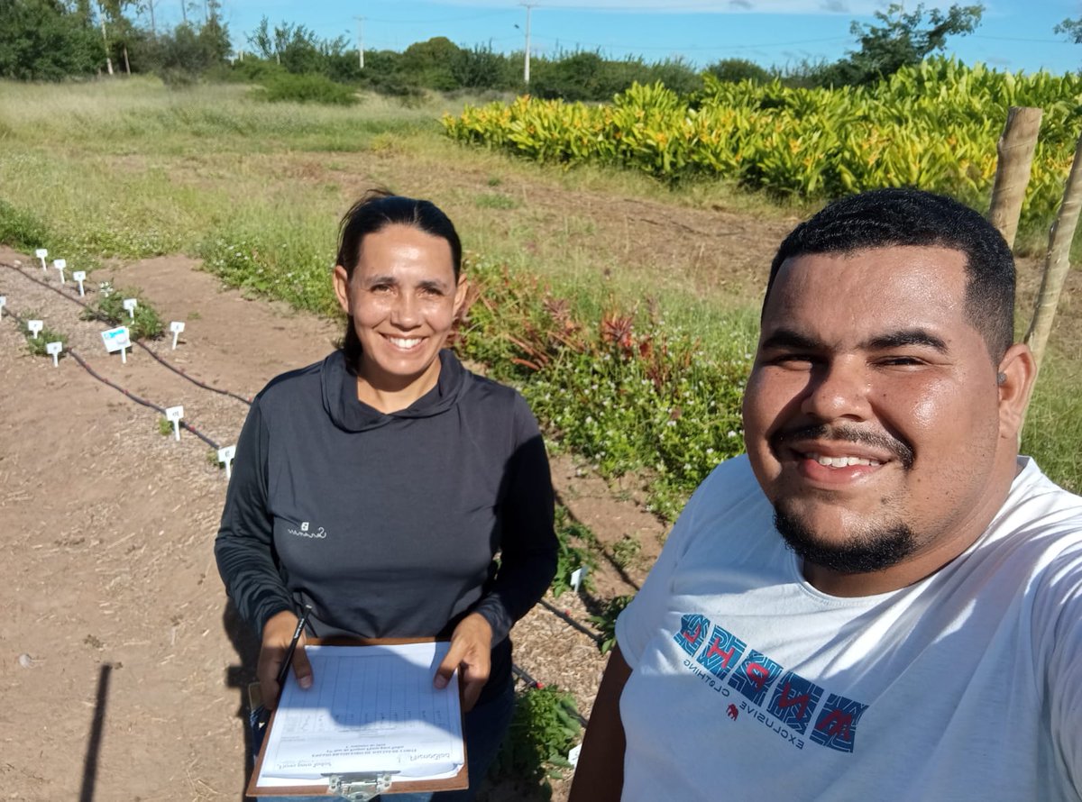 phenoglad1's tweet image. 🌸🏵️ Segunda-feira com registros do Ensaio Brasileiro de dália de corte (EBDC) no Vale do São Francisco.🏵️🌸

👉👉 Hoje a Equipe PhenoGlad e o Projeto Flores para Todos no Vale do São Francisco, nos enviou registros das dálias do EBDC em Petrolina/PE.
 #EBDC #brasil