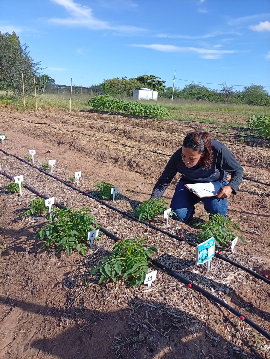 phenoglad1's tweet image. 🌸🏵️ Segunda-feira com registros do Ensaio Brasileiro de dália de corte (EBDC) no Vale do São Francisco.🏵️🌸

👉👉 Hoje a Equipe PhenoGlad e o Projeto Flores para Todos no Vale do São Francisco, nos enviou registros das dálias do EBDC em Petrolina/PE.
 #EBDC #brasil